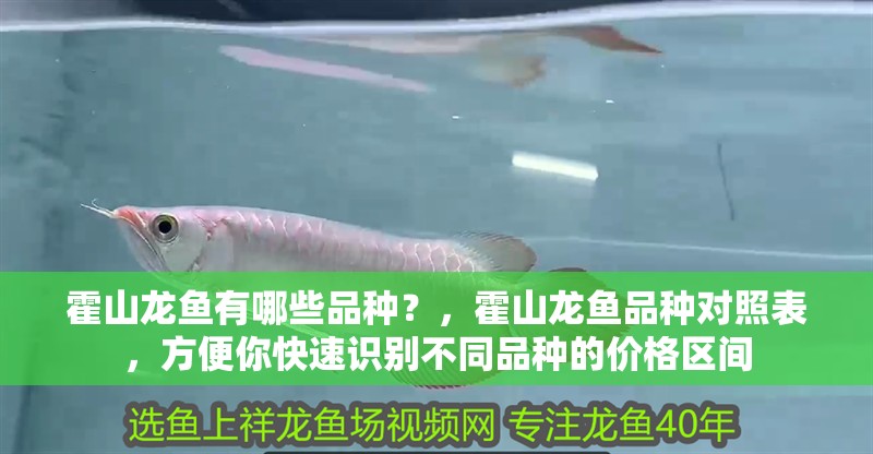 <strong><mark>霍山</mark></strong>龍魚有哪些品種？，<strong><mark>霍山</mark></strong>龍魚品種對照表，方便你快速識別不同品種的價格區(qū)間