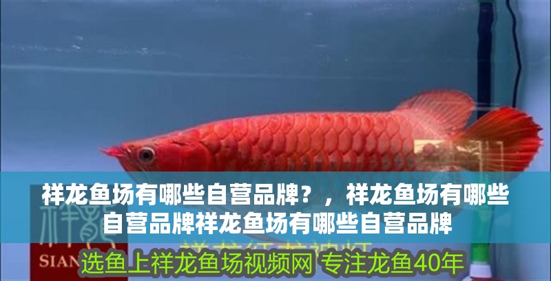 魚缸用增氧泵價格是多少:魚缸增氧機-xtrac增氧機-xtrac增氧機 祥龍魚場有哪些自營品牌?,祥龍魚場有哪些自營品牌祥龍魚場有哪些自營品牌 龍魚百科 祥龍魚場有哪些自營品牌?,祥龍魚場有哪些自營品牌祥龍魚場有哪些自營品牌 祥龍魚場有哪些自營品牌?,祥龍魚場有哪些自營品牌祥龍魚場有哪些自營品牌 龍魚百科