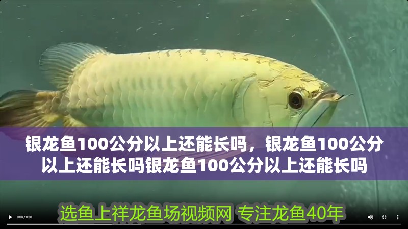 銀龍魚100公分以上還能長嗎，銀龍魚100公分以上還能長嗎銀龍魚100公分以上還能長嗎