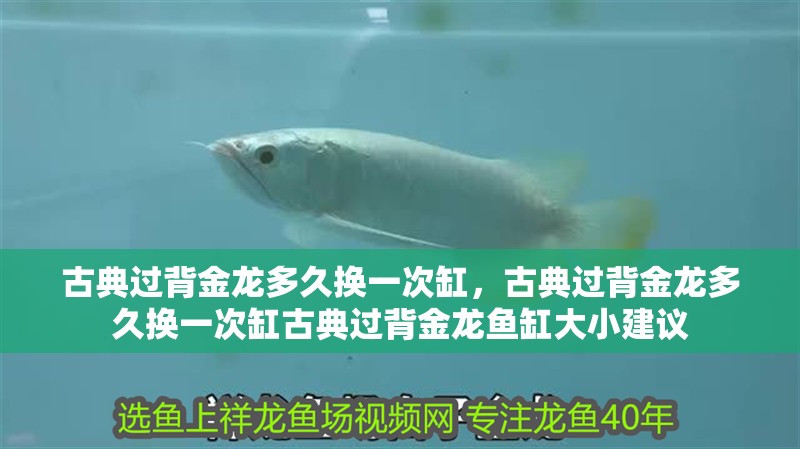 古典過(guò)背金龍多久換一次缸，古典過(guò)背金龍多久換一次缸古典過(guò)背金龍魚(yú)缸大小建議 古典過(guò)背金龍多久換一次缸，古典過(guò)背金龍多久換一次缸古典過(guò)背金龍魚(yú)缸大小建議 龍魚(yú)百科