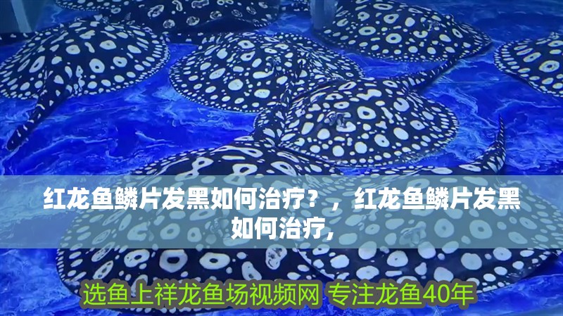 紅龍魚鱗片發(fā)黑如何治療？，紅龍魚鱗片發(fā)黑如何治療,