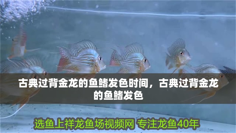 古典過背金龍的魚鰭發色時間，古典過背金龍的魚鰭發色