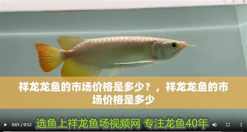 祥龍龍魚的市場價格是多少？，祥龍龍魚的市場價格是多少 祥龍龍魚的市場價格是多少？，祥龍龍魚的市場價格是多少 龍魚百科
