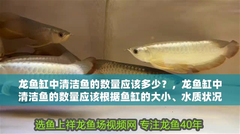 龍魚(yú)缸中清潔魚(yú)的數(shù)量應(yīng)該多少？，龍魚(yú)缸中清潔魚(yú)的數(shù)量應(yīng)該根據(jù)魚(yú)缸的大小、水質(zhì)狀況及數(shù)量來(lái)定