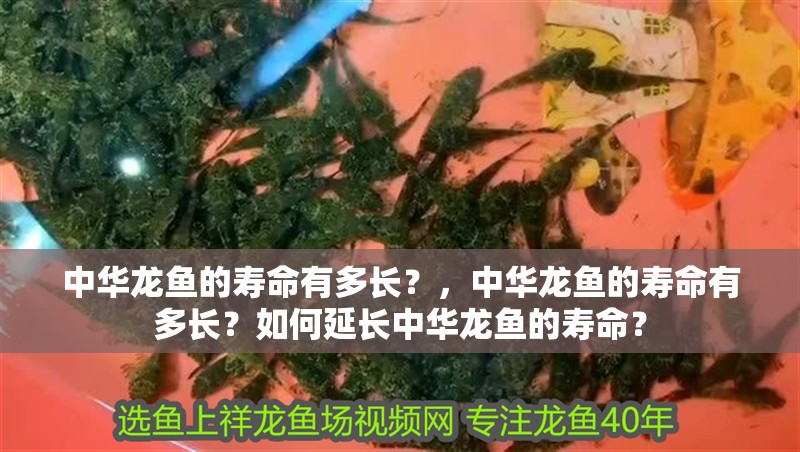 中華龍魚的壽命有多長？，中華龍魚的壽命有多長？如何延長中華龍魚的壽命？
