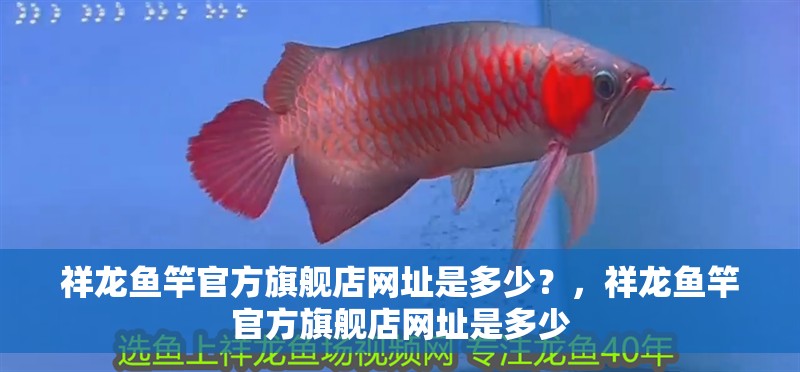 祥龍魚竿官方旗艦店網(wǎng)址是多少？，祥龍魚竿官方旗艦店網(wǎng)址是多少