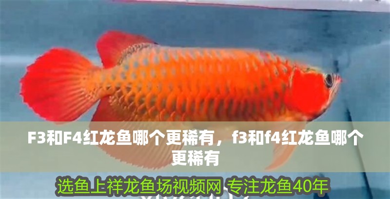 F3和F4紅龍魚哪個更稀有，f3和f4紅龍魚哪個更稀有