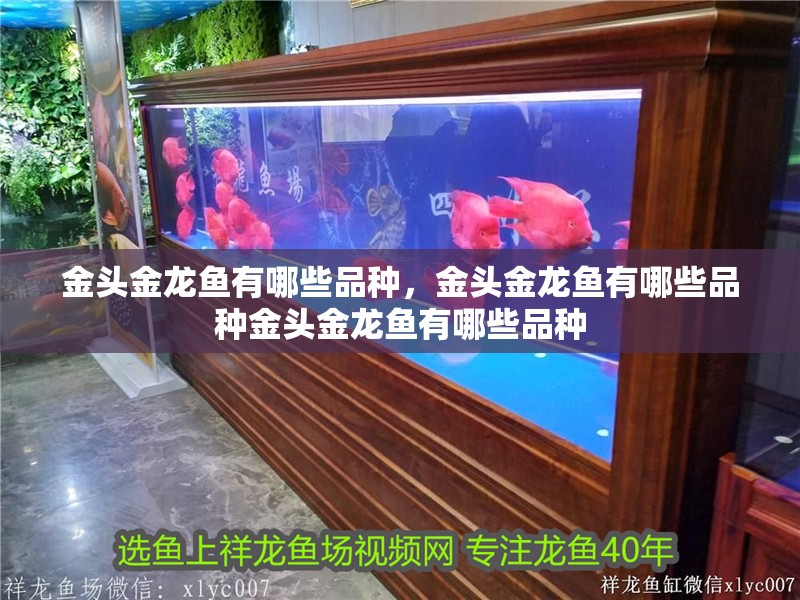 金頭金龍魚有哪些品種，金頭金龍魚有哪些品種金頭金龍魚有哪些品種