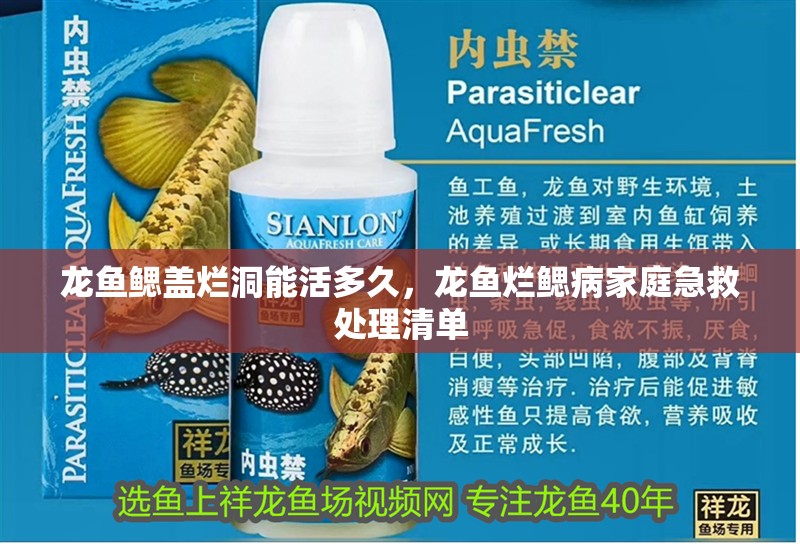 龍魚鰓蓋爛洞能活多久，龍魚爛鰓病家庭急救處理清單