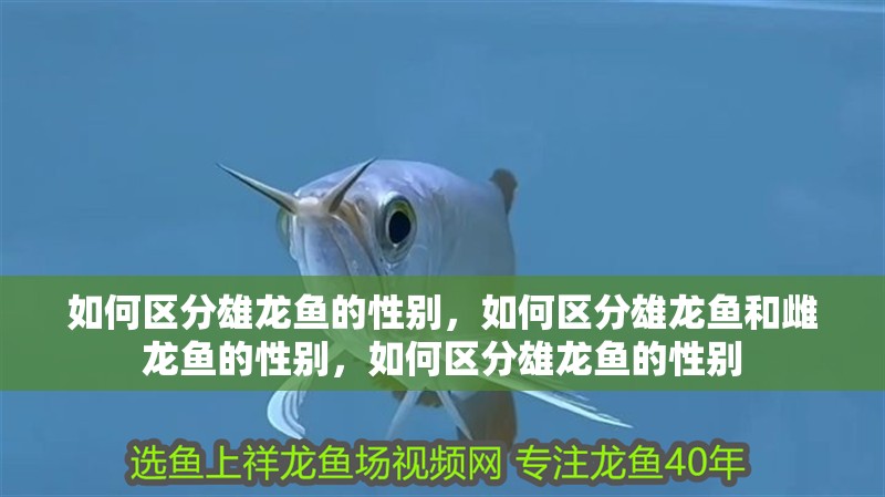 如何區分雄龍魚的性別，如何區分雄龍魚和雌龍魚的性別，如何區分雄龍魚的性別