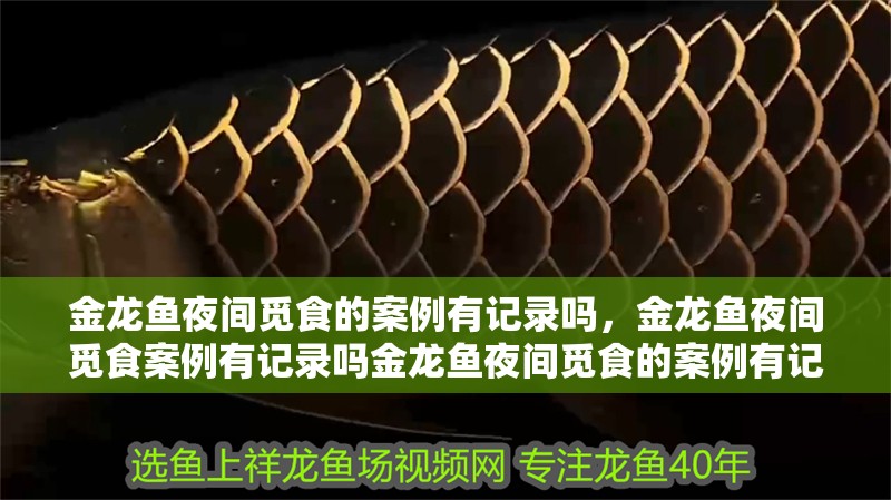 金龍魚夜間覓食的案例有記錄嗎，金龍魚夜間覓食案例有記錄嗎金龍魚夜間覓食的案例有記錄嗎 金龍魚夜間覓食的案例有記錄嗎，金龍魚夜間覓食案例有記錄嗎金龍魚夜間覓食的案例有記錄嗎 龍魚百科