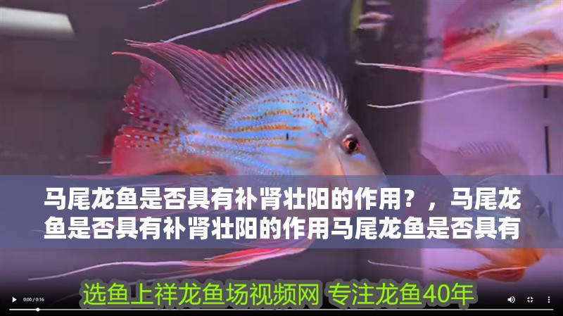 馬尾龍魚是否具有補腎壯陽的作用？，馬尾龍魚是否具有補腎壯陽的作用馬尾龍魚是否具有補腎壯陽的作用