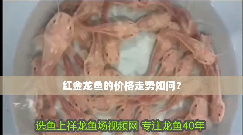 魚缸過濾器選購指南:自制魚缸過濾器魚缸上置過濾器對于養魚愛好者的必備知識 紅金龍魚的價格走勢如何? 龍魚百科 紅金龍魚的價格走勢如何? 紅金龍魚的價格走勢如何? 龍魚百科