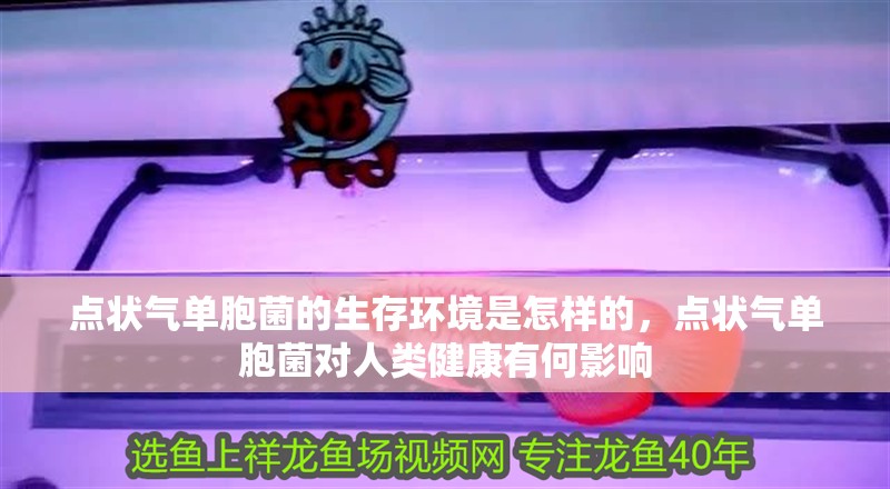 點狀氣單胞菌的生存環境是怎樣的，點狀氣單胞菌對人類健康有何影響