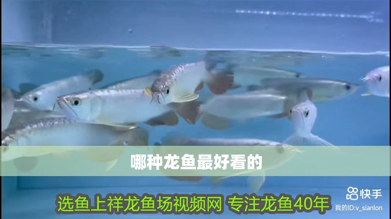 哪種龍魚最好看的