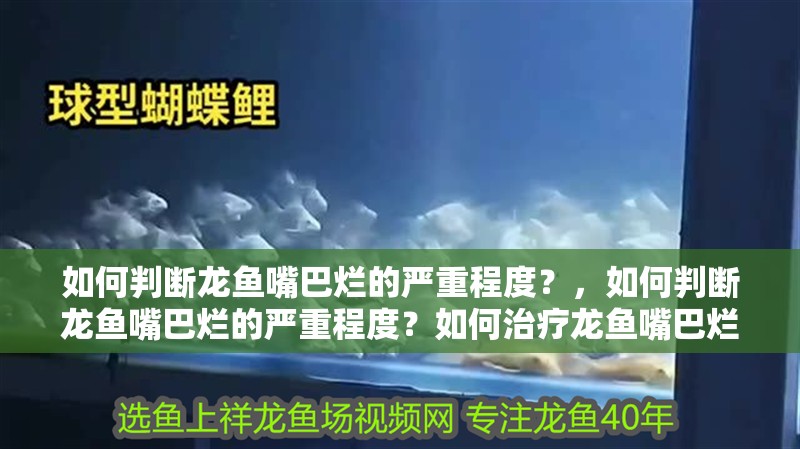 如何判斷龍魚嘴巴爛的嚴重程度？，如何判斷龍魚嘴巴爛的嚴重程度？如何治療龍魚嘴巴爛會自愈嗎？