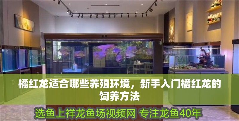 橘紅龍適合哪些養殖環境，新手入門橘紅龍的飼養方法 橘紅龍適合哪些養殖環境，新手入門橘紅龍的飼養方法 龍魚百科