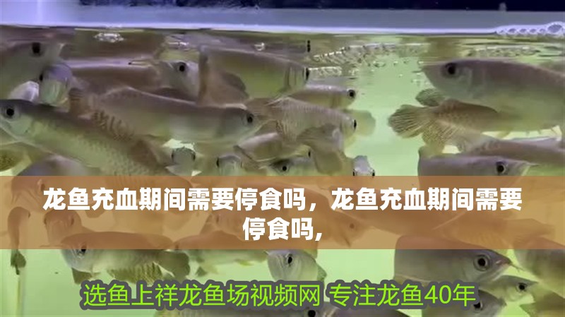 龍魚充血期間需要停食嗎，龍魚充血期間需要停食嗎,