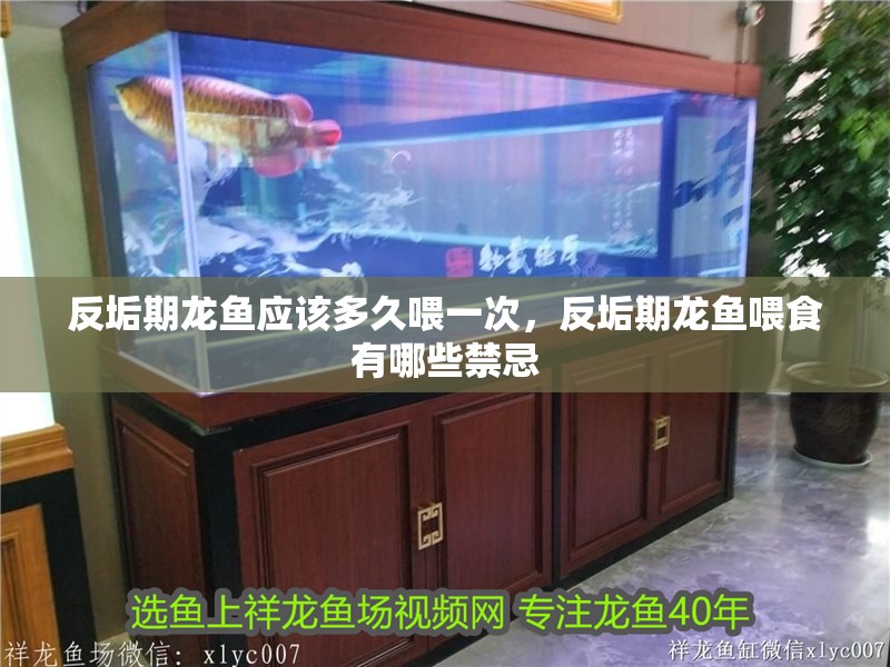 反垢期龍魚應(yīng)該多久喂一次，反垢期龍魚喂食有哪些禁忌