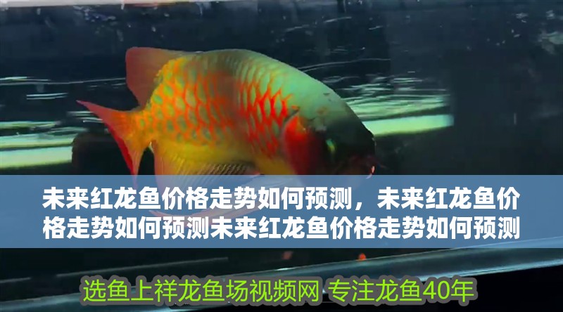 未來紅龍魚價(jià)格走勢(shì)如何預(yù)測(cè)，未來紅龍魚價(jià)格走勢(shì)如何預(yù)測(cè)未來紅龍魚價(jià)格走勢(shì)如何預(yù)測(cè)