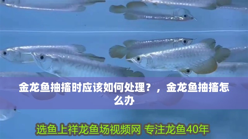 金龍魚抽搐時應該如何處理？，金龍魚抽搐怎么辦