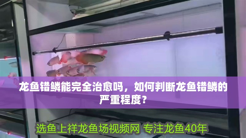 龍魚錯鱗能完全治愈嗎，如何判斷龍魚錯鱗的嚴重程度？ 龍魚錯鱗能完全治愈嗎，如何判斷龍魚錯鱗的嚴重程度？ 龍魚百科
