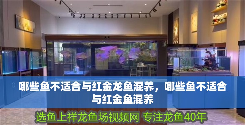 哪些魚不適合與紅金龍魚混養，哪些魚不適合與紅金魚混養