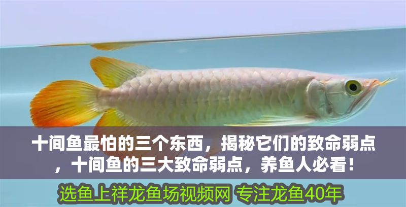 十間魚最怕的三個東西，揭秘它們的致命弱點，十間魚的三大致命弱點，養魚人必看！