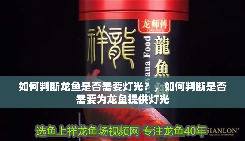 如何判斷龍魚是否需要燈光？，如何判斷是否需要為龍魚提供燈光