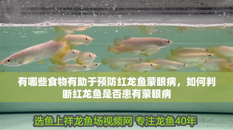 有哪些食物有助于預防紅龍魚蒙眼病，如何判斷紅龍魚是否患有蒙眼病