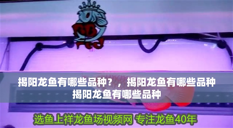 揭陽龍魚有哪些品種？，揭陽龍魚有哪些品種揭陽龍魚有哪些品種