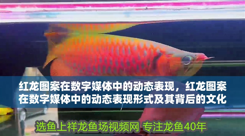 紅龍圖案在數字媒體中的動態表現，紅龍圖案在數字媒體中的動態表現形式及其背后的文化意義 紅龍圖案在數字媒體中的動態表現，紅龍圖案在數字媒體中的動態表現形式及其背后的文化意義 龍魚百科