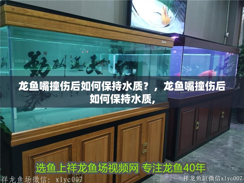 龍魚嘴撞傷后如何保持水質？，龍魚嘴撞傷后如何保持水質, 龍魚嘴撞傷后如何保持水質？，龍魚嘴撞傷后如何保持水質, 龍魚百科