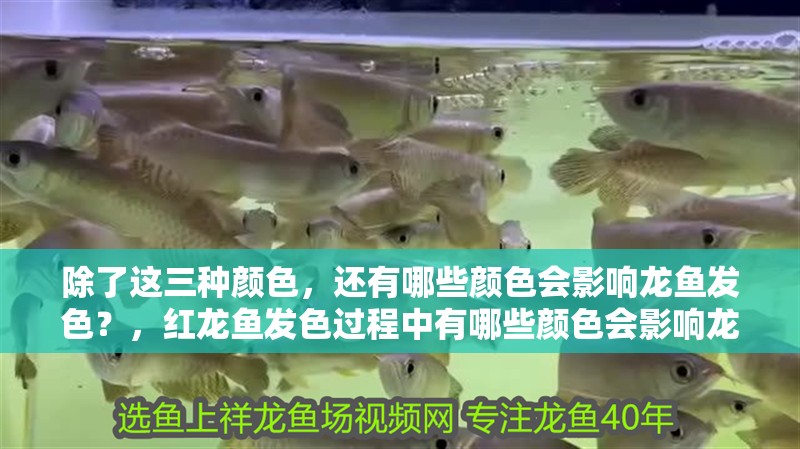 除了這三種顏色，還有哪些顏色會影響龍魚發(fā)色？，紅龍魚發(fā)色過程中有哪些顏色會影響龍魚發(fā)色