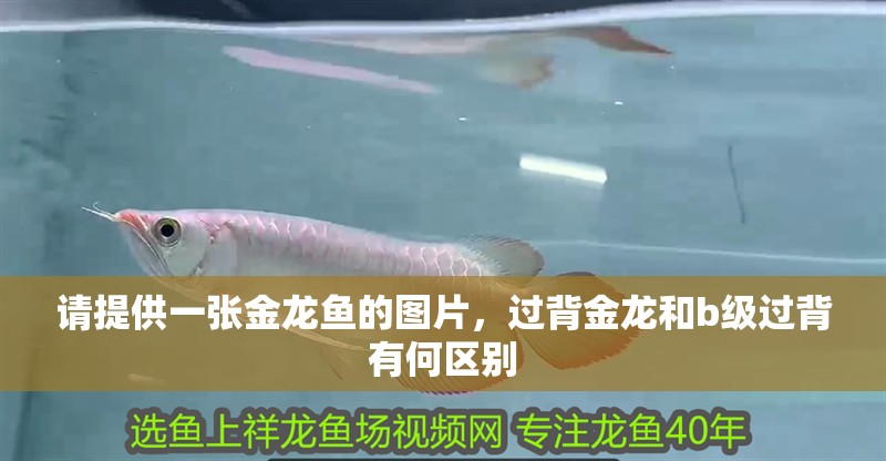 請提供一張金龍魚的圖片，過背金龍和b級過背有何區別