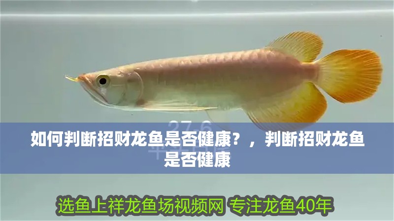 如何判斷招財龍魚是否健康？，判斷招財龍魚是否健康