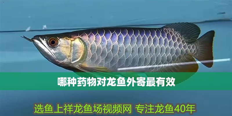 哪種藥物對龍魚外寄最有效