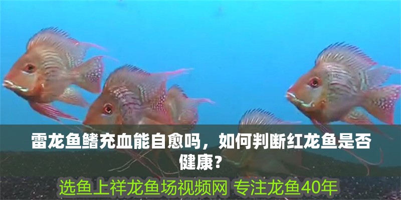 雷龍魚鰭充血能自愈嗎，如何判斷紅龍魚是否健康？