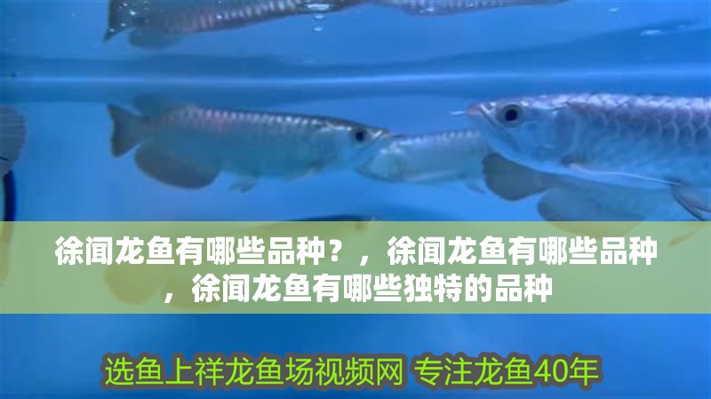 徐聞龍魚有哪些品種？，徐聞龍魚有哪些品種，徐聞龍魚有哪些獨特的品種