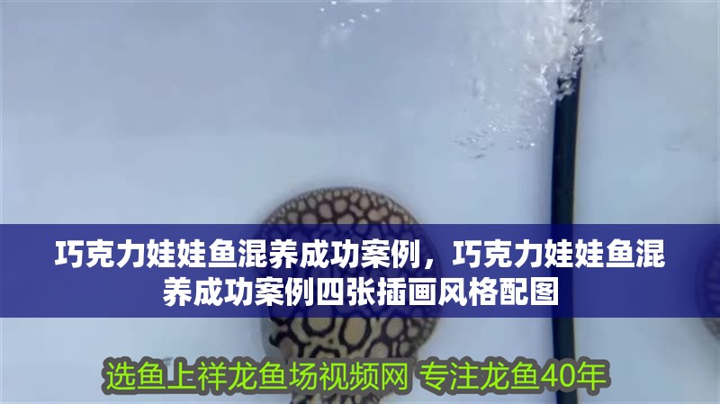 巧克力娃娃魚混養成功案例，巧克力娃娃魚混養成功案例四張插畫風格配圖