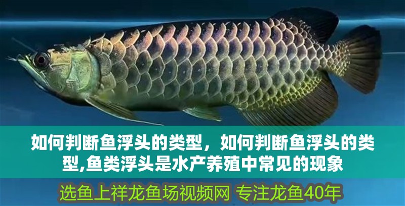 如何判斷魚浮頭的類型，如何判斷魚浮頭的類型,魚類浮頭是水產養殖中常見的現象
