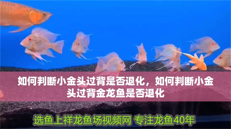 如何判斷小金頭過背是否退化，如何判斷小金頭過背金龍魚是否退化