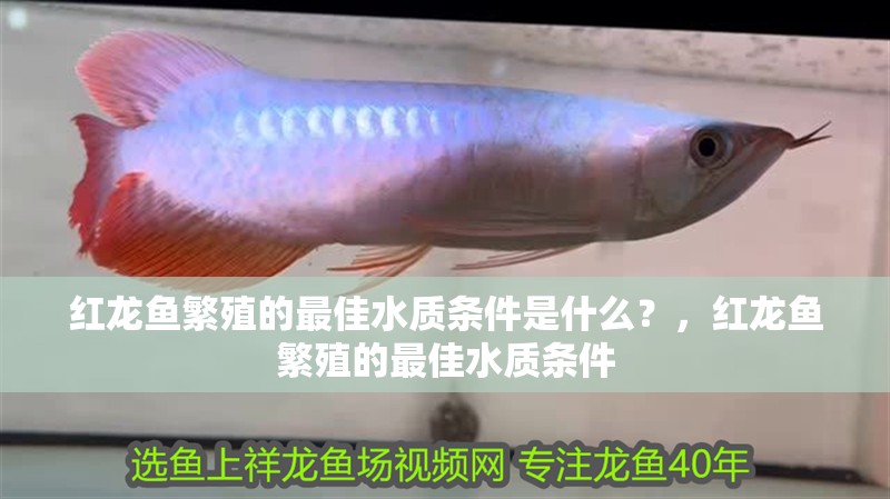 紅龍魚繁殖的最佳水質(zhì)條件是什么？，紅龍魚繁殖的最佳水質(zhì)條件