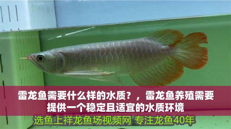 雷龍魚需要什么樣的水質(zhì)？，雷龍魚養(yǎng)殖需要提供一個穩(wěn)定且適宜的水質(zhì)環(huán)境
