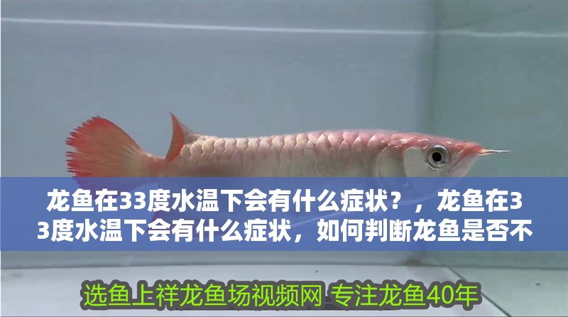 龍魚在33度水溫下會有什么癥狀？，龍魚在33度水溫下會有什么癥狀，如何判斷龍魚是否不適 龍魚在33度水溫下會有什么癥狀？，龍魚在33度水溫下會有什么癥狀，如何判斷龍魚是否不適 龍魚百科