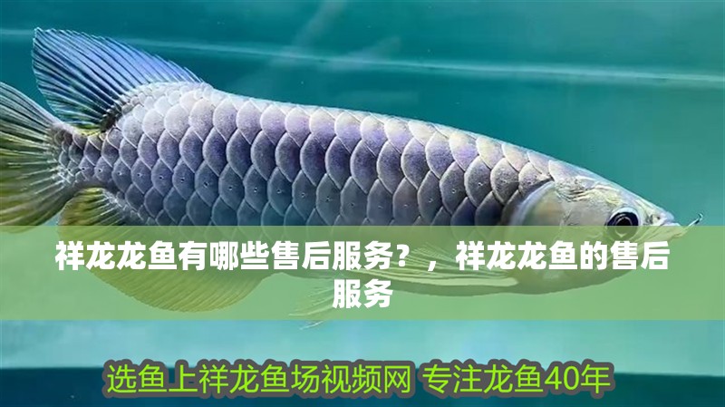 祥龍龍魚有哪些售后服務？，祥龍龍魚的售后服務