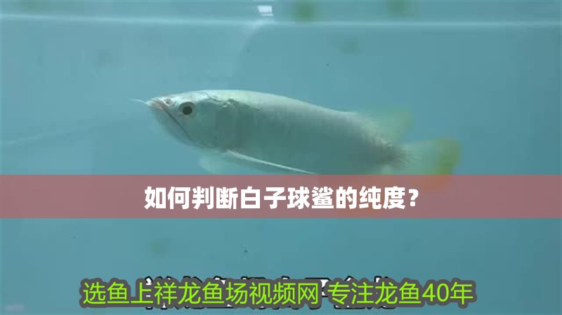如何判斷白子球鯊的純度？ 如何判斷白子球鯊的純度？ 龍魚百科