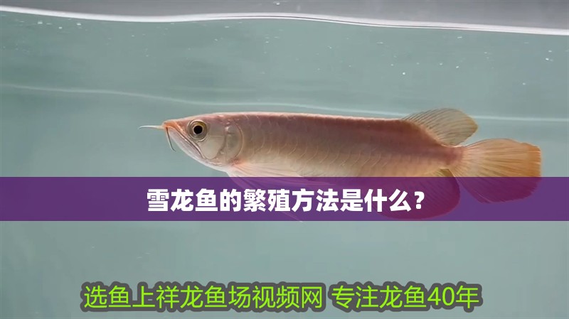 雪龍魚的繁殖方法是什么？
