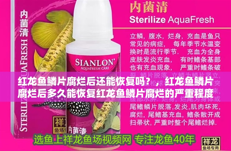 紅龍魚鱗片腐爛后還能恢復嗎？，紅龍魚鱗片腐爛后多久能恢復紅龍魚鱗片腐爛的嚴重程度