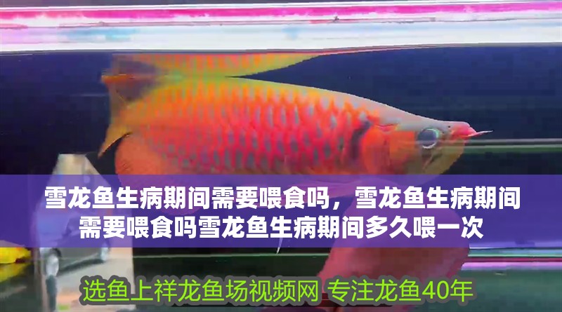 雪龍魚生病期間需要喂食嗎，雪龍魚生病期間需要喂食嗎雪龍魚生病期間多久喂一次